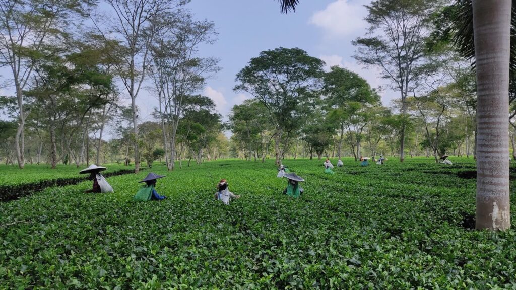 Plucking of tea leafs
