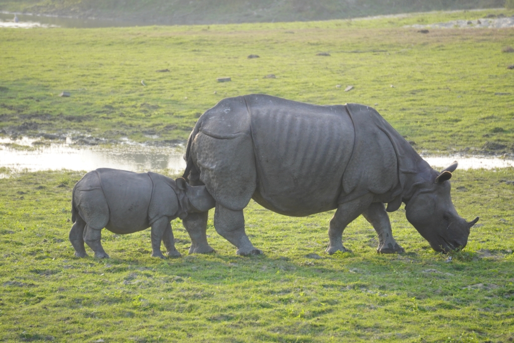 Rhino in Kaziranga National Park