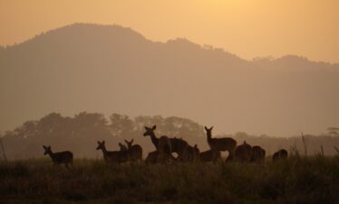 Assam Tour, Meghalaya tour, Arunachal Tour