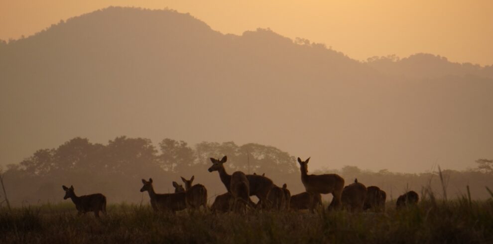 Assam Tour, Meghalaya tour, Arunachal Tour