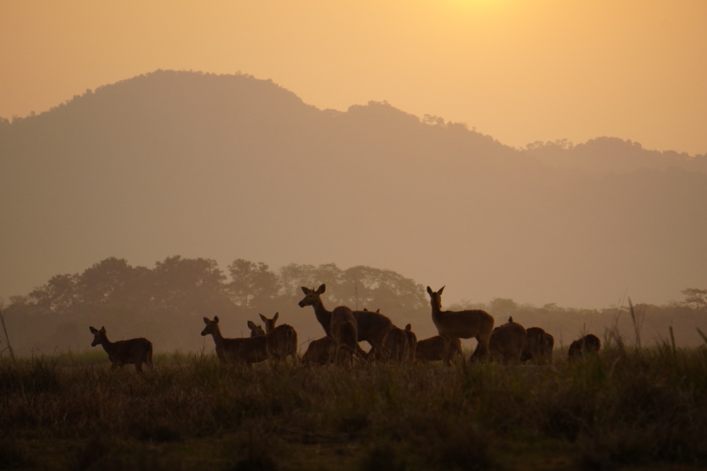 Assam Tour, Meghalaya tour, Arunachal Tour