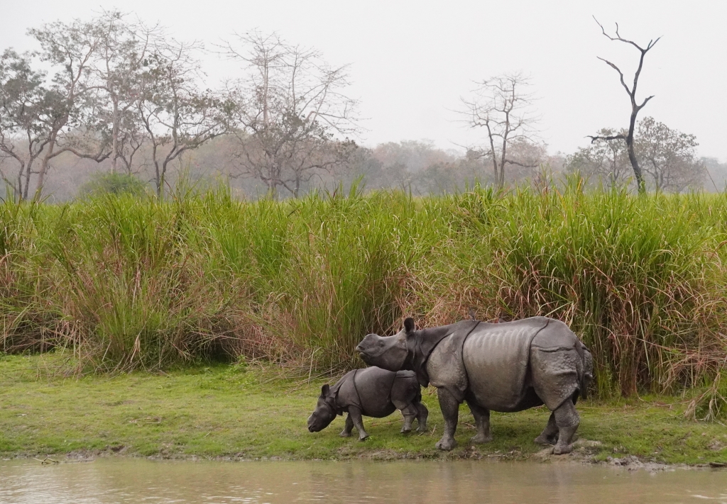 Kaziranga Rhino