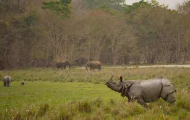 Rhino in kaziranga national Park