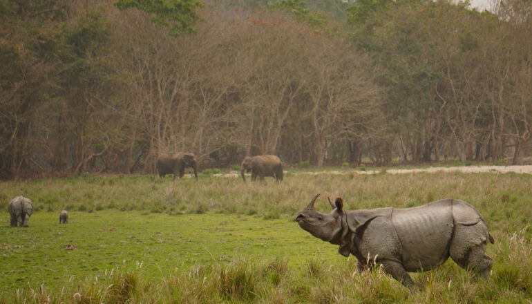 Rhino in kaziranga national Park