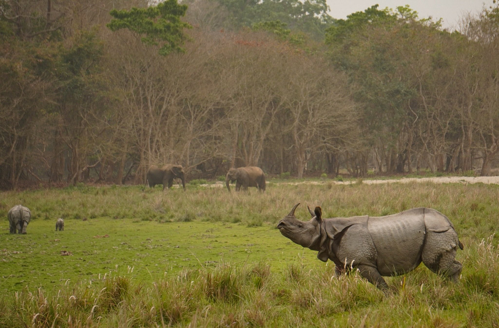 Rhino in kaziranga national Park