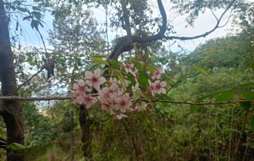 Northeast India Tourism – The Best Travel Destinations in Northeast India