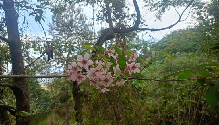 Northeast India Tourism – The Best Travel Destinations in Northeast India