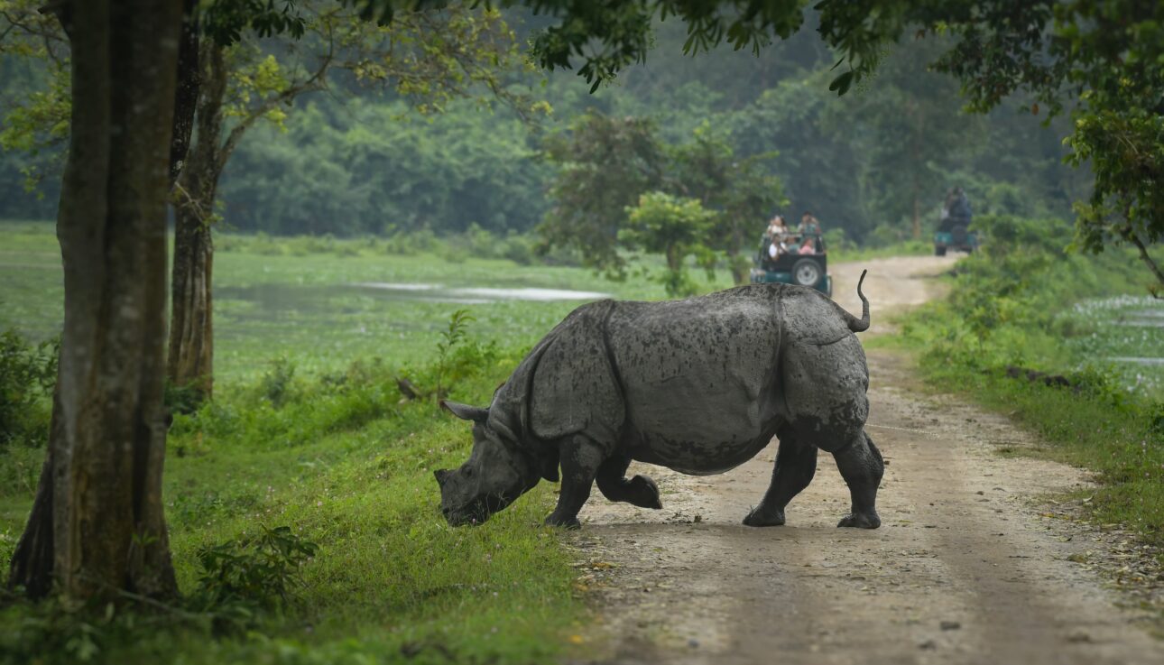 8 Days Assam tour Itinerary: Tea Gardens, Majuli Culture & Kaziranga Safari Experience