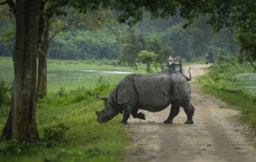 8 Days Assam tour Itinerary: Tea Gardens, Majuli Culture & Kaziranga Safari Experience