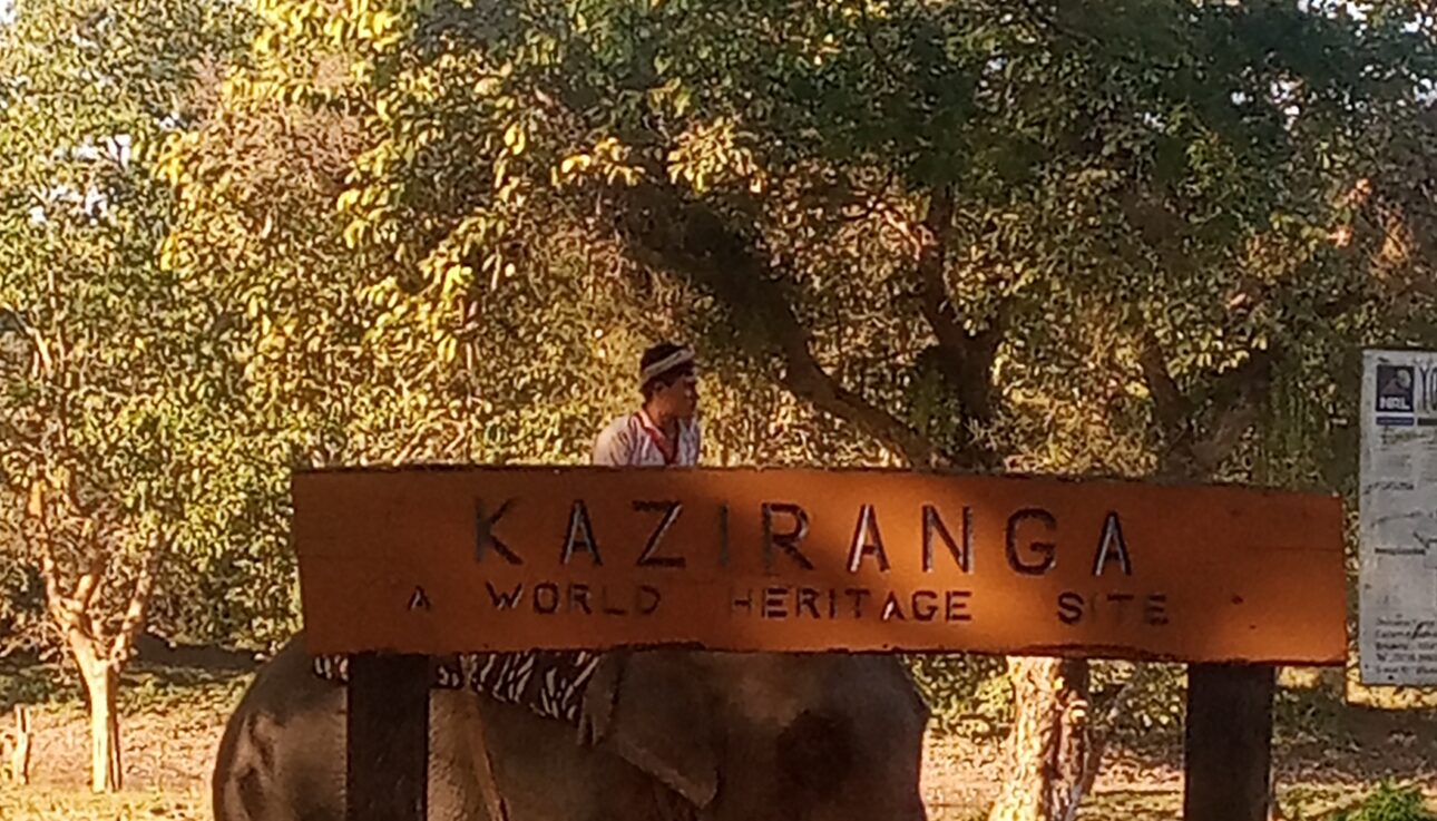 Kaziranga Safari Booking Guide | Best Kaziranga Tour Packages by Assam Discovery