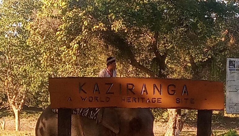 Kaziranga Safari Booking Guide | Best Kaziranga Tour Packages by Assam Discovery