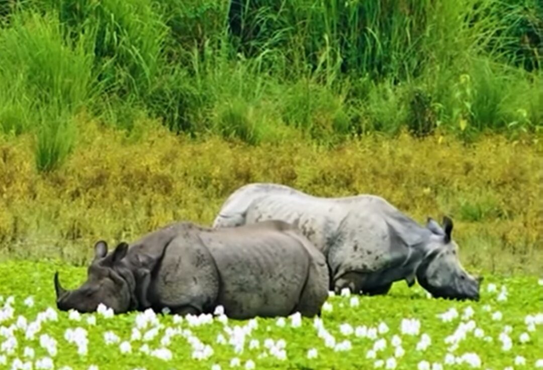 Rhino in Kaziranga
