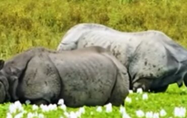 Rhino in Kaziranga
