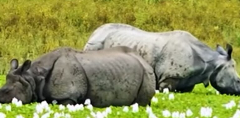 Rhino in Kaziranga